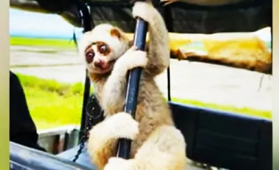 manipur  wildlife enthusiasts rescue endangered slow loris
