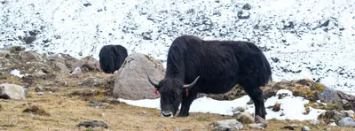 arunachal  brokpas bank on yak milk products to sustain traditional livelihood