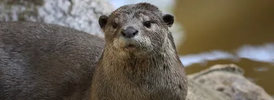 otters face heat from smugglers in northeast india