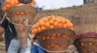 meghalaya’s khasi mandarin embarks on journey to dubai markets