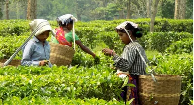 assam’s humid heat challenges india’s conventional heatwave thresholds