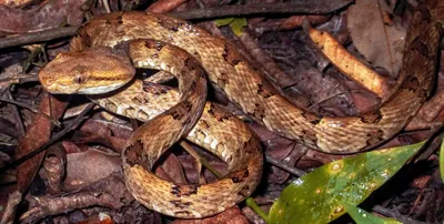 rare venomous snake discovered for the first time in assam