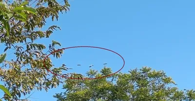 arunachal  rare hornbill flock sighted in pasighat after years