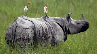 assam  man killed in attack by rhino in majuli