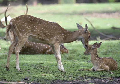 tripura  man detained with raw venison in belonia