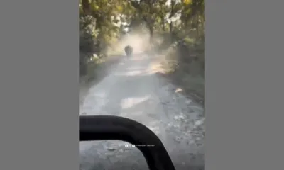 assam  mla phanidhar talukdar narrowly escapes rhino attack at manas national park