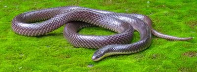 mysterious new snake discovered in nepal s hills