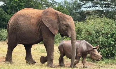 assam cm clarifies arms policy  conservationists warn firearms could threaten wild life