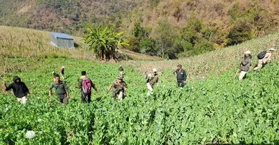 manipur cm plans to destroy illegal poppy plantations by feb end