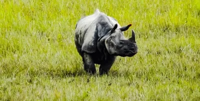 assam  rhino dies in suspected tiger attack in orang national park