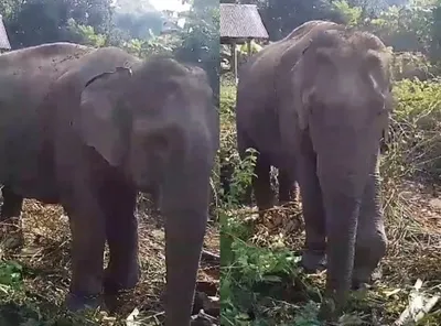 assam  distressed elephant denied medical attention  forest dept inaction raises concerns