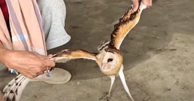 manipur  barn owl  amp  owlets rescued  released back to wild at klnp