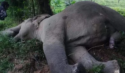 manipur  adult male elephant found dead in margherita  electrocution suspected