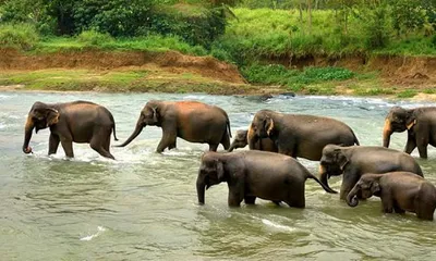 assam  elephant herd halts jorhat majuli ferry service  disrupts travel