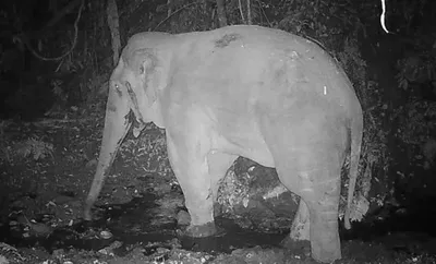 arunachal   male elephant spotted at namdapha national park after 12 years