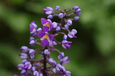 arunachal seeks collaboration with thailand to boost orchid mission