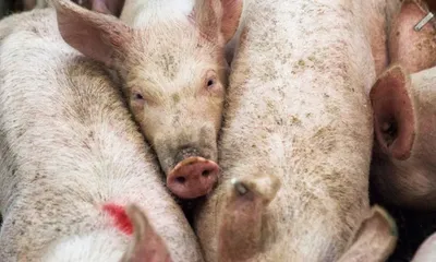 assam bans inter district pig movement  pork sale amid african swine fever surge
