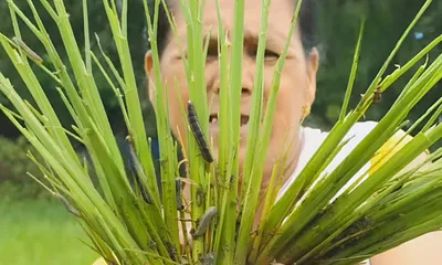 assam  worm attack damages paddy fields in lakhimpur