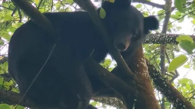 assam  endangered malayan sun bear spotted in  illegal coal mining  zone raises concerns