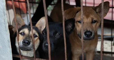 nagaland  dog owners in mokokchung asked to follow laws