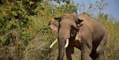 meghalaya  wild elephant tramples bsf personnel to death near india bangladesh border