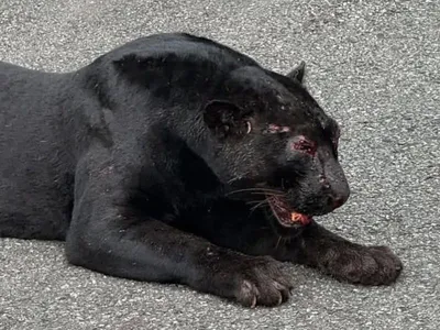 arunachal  injured black panther rescued in paya