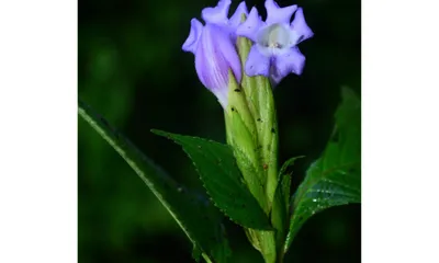 new plant species found in arunachal pradesh with only 25 known individuals