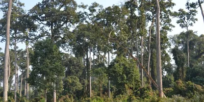 green india mission misses forest cover target by 97 57   cag flags poor planning and funding gaps