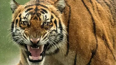 assam  two injured after tiger attack in nagaon