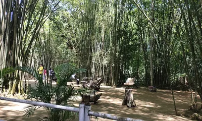 northeast s  green gold  gets 42 million dollar push as adb bets on bamboo economy