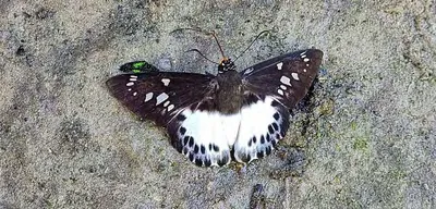 arunachal  two rare butterfly species documented for first time