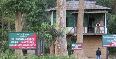 assam  gibbon sanctuary oil exploration proposal deferred