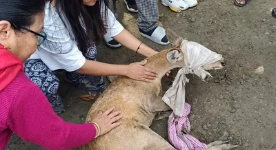 manipur  three rescued barking deer released at keibul lamjao national park