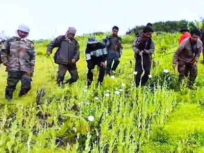 manipur  assam rifles  villagers unite to destroy poppy cultivation  