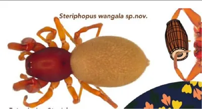 meghalaya  new spider species named after garo festival discovered