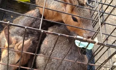 mizoram seizes over 1 100 exotic animals amid rising smuggling crisis