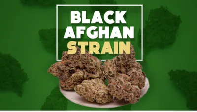 black afghan weed strain information and honest reviews  2025 