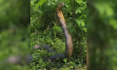 king cobra leaving forests in assam signals deep ecological breakdown