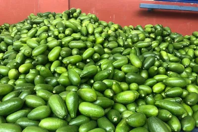 kaji nemu declared as state fruit of assam