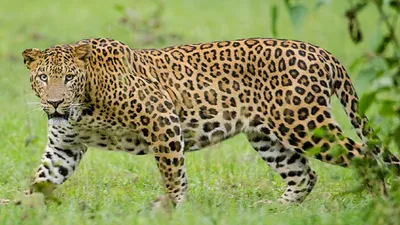 assam  leopard captured in dibrugarh