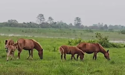 feral horses of assam s dibru saikhowa migrate to arunachal amid habitat loss
