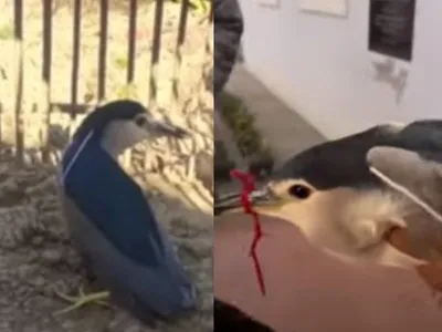 manipur  injured black crowned night heron rescued  sent for treatment