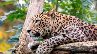 assam  leopard create terror in mariani town  three injured in attack