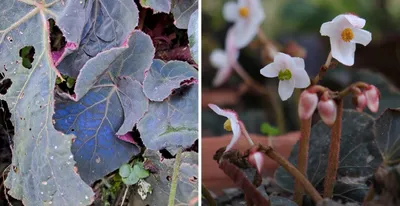 new flowering plant discovered in arunachal pradesh