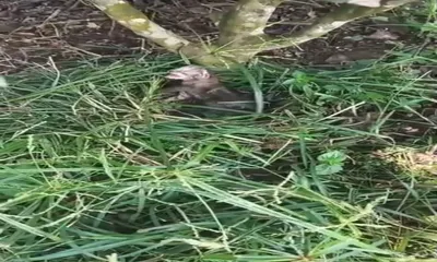 assam  newborn leopard cub found at mahabir tea estate in dibrugarh