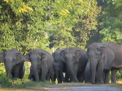 assam  2 children among 4 killed in  man elephant conflict in bokajan