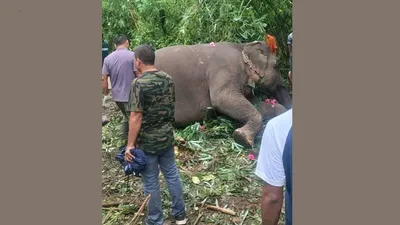 assam  two elephants electrocuted to death in baksa district