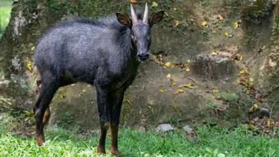 assam  rare serow spotted in raimona national park for first time