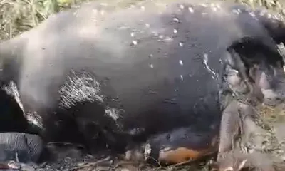 arunachal students’ association seeks inquiry into wild elephant killing in pasighat