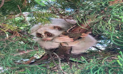 nagaland  rescued slow loris released into the wild in zunheboto